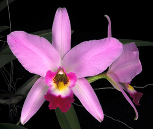 Laelia anceps 'SanBar Giant' AM 82 pts.